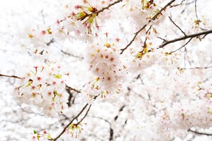 Yoshino cherry tree