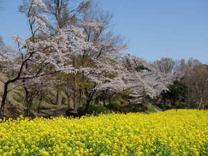 สวนสนุกเด็กอำเภอ โยโกฮาม่า