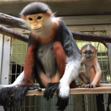 รูปของพ่อแม่ลูกของขี้ไคลต้นอ้อ doek langur