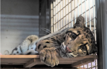 รูปของ clouded leopard